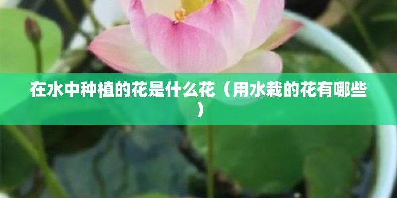 在水中种植的花是什么花（用水栽的花有哪些）