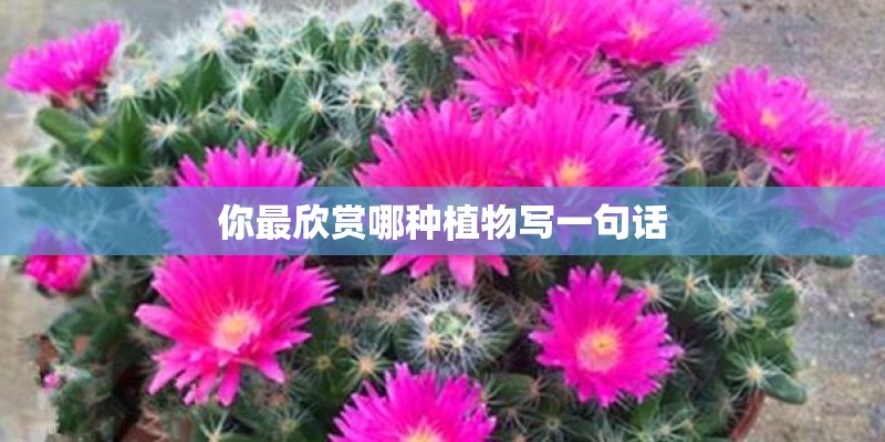 你最欣赏哪种植物写一句话