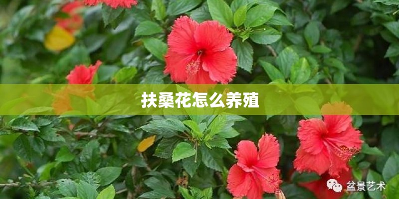 大班关于植树节活动方案