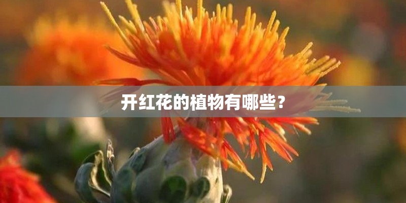 开红花的植物有哪些？