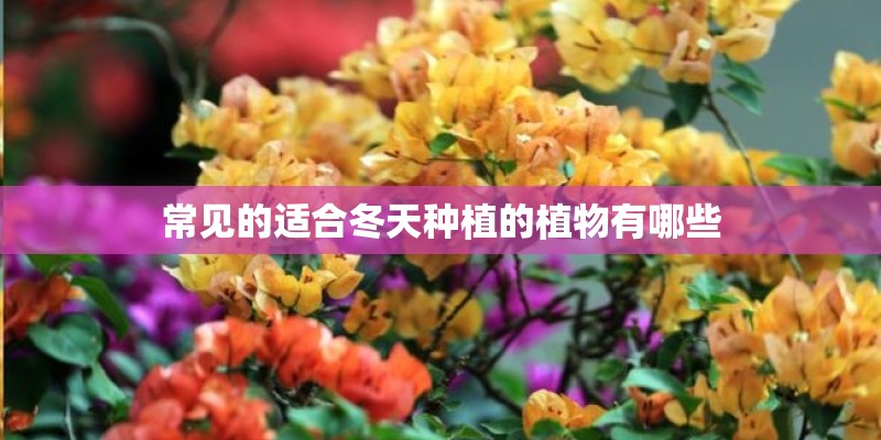 常见的适合冬天种植的植物有哪些