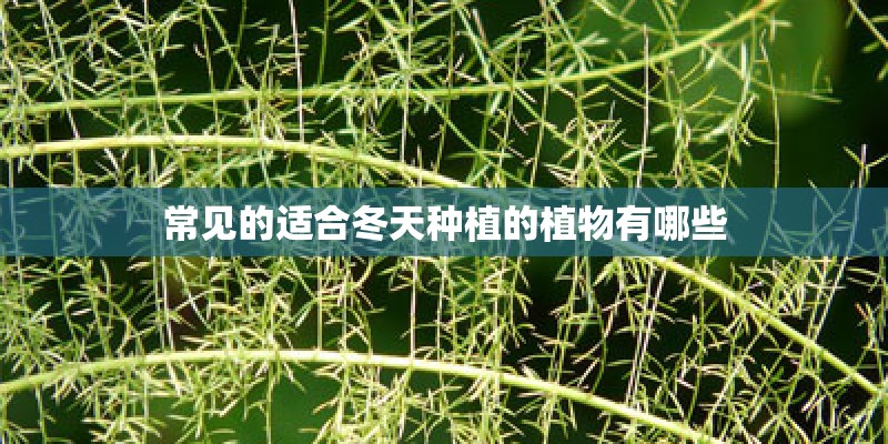 常见的适合冬天种植的植物有哪些