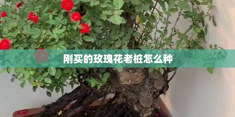 刚买的玫瑰花老桩怎么种 刚买的玫瑰花老桩怎么种