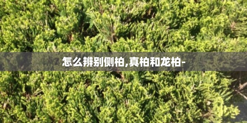 怎么辨别侧柏,真柏和龙柏-
