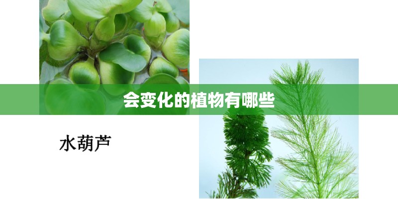 会变化的植物有哪些 会变化的植物有哪些