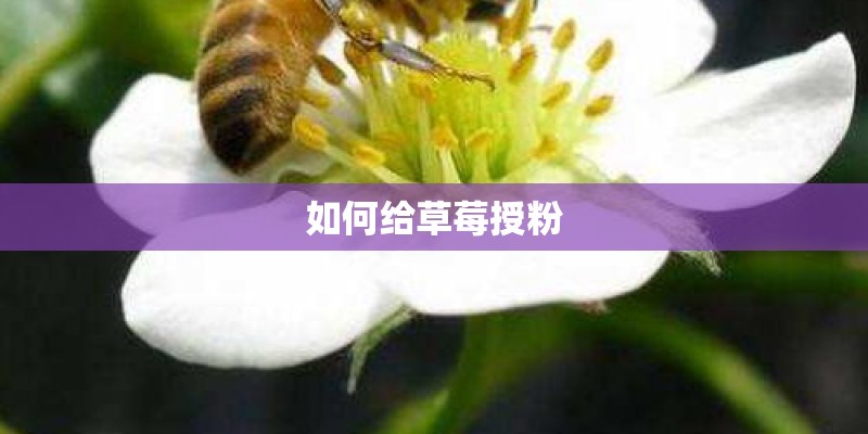 如何给草莓授粉