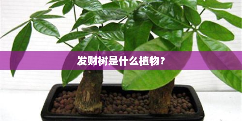 发财树是什么植物? 发财树是什么植物?