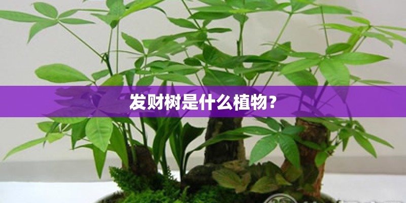 发财树是什么植物? 发财树是什么植物?