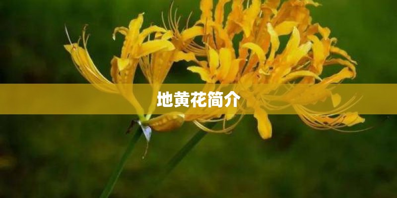 地黄花简介