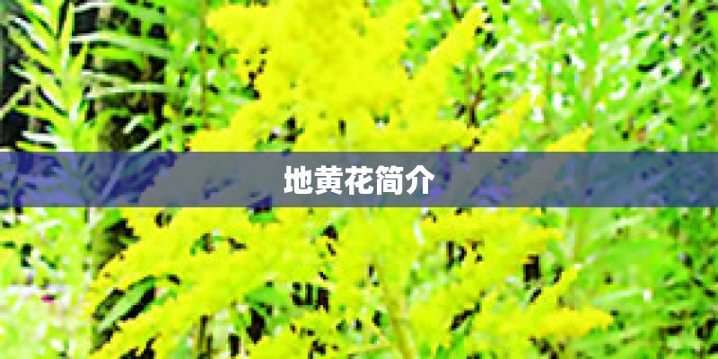地黄花简介