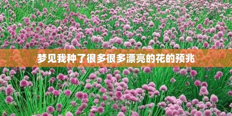 梦见我种了很多很多漂亮的花的预兆