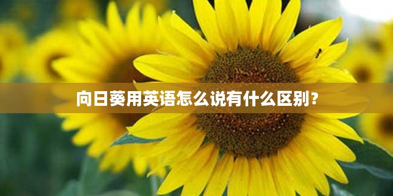 向日葵用英语怎么说有什么区别？