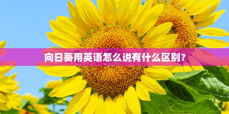 向日葵用英语怎么说有什么区别? 向日葵用英语怎么说有什么区别?