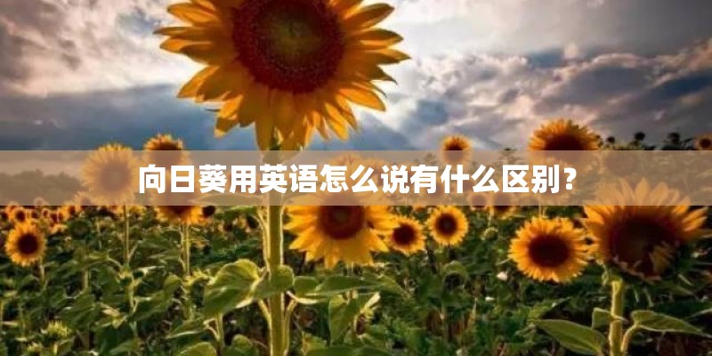 向日葵用英语怎么说有什么区别? 向日葵用英语怎么说有什么区别?