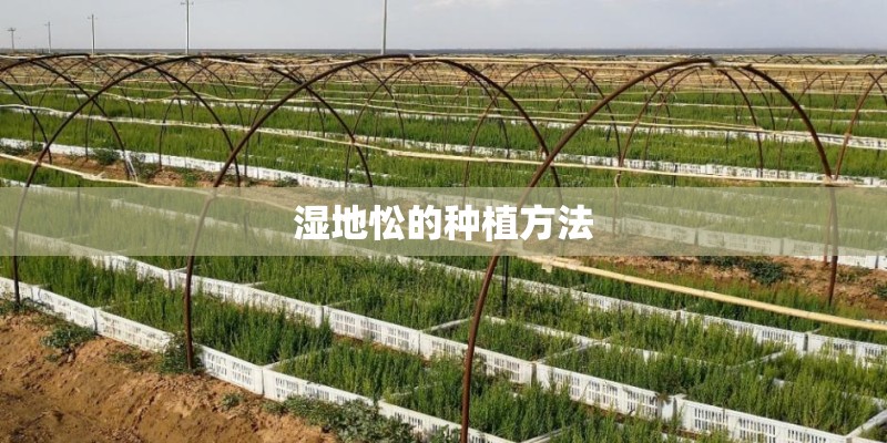 湿地忪的种植方法