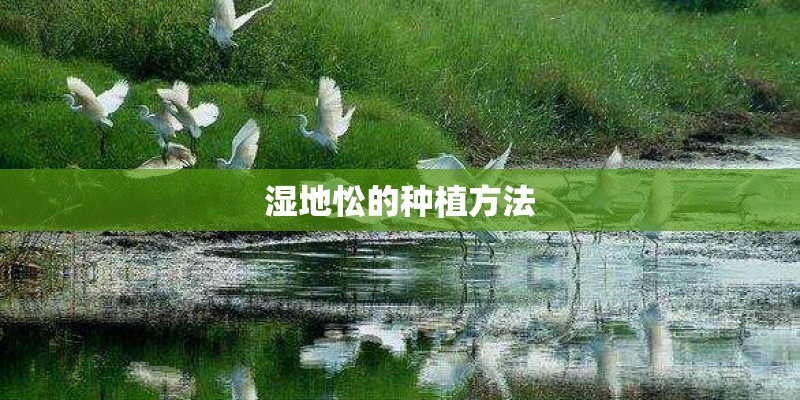 湿地忪的种植方法