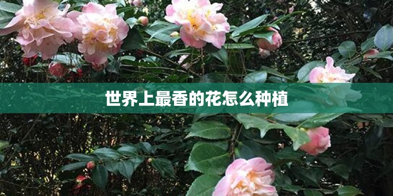 世界上最香的花怎么种植