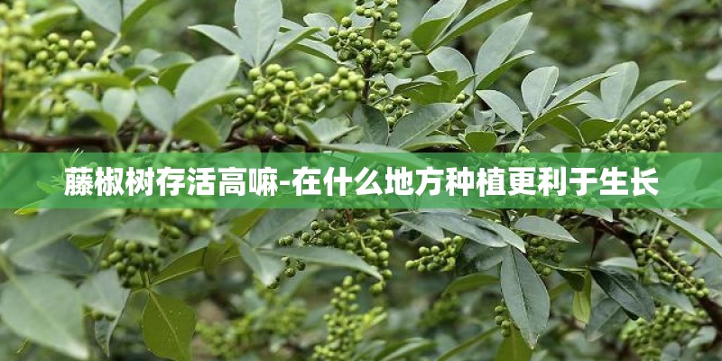 藤椒树存活高嘛-在什么地方种植更利于生长
