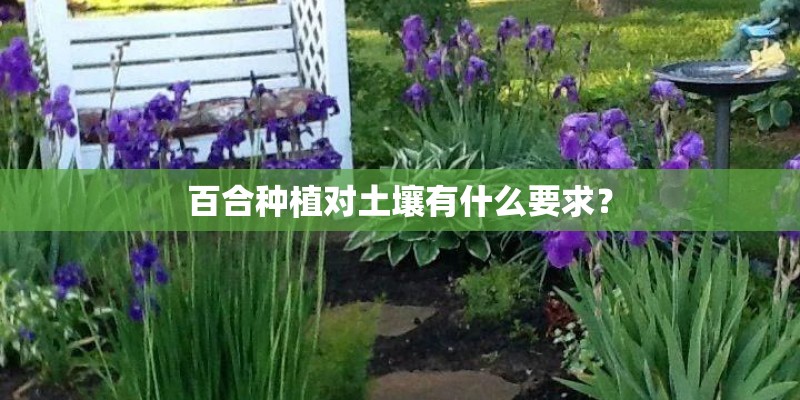 百合种植对土壤有什么要求？