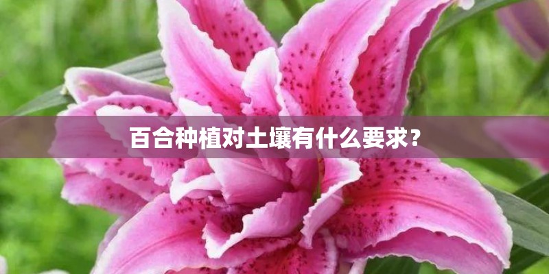百合种植对土壤有什么要求？