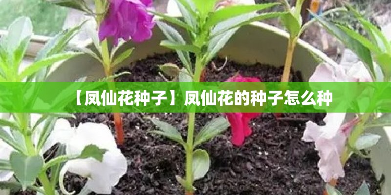 【凤仙花种子】凤仙花的种子怎么种 【凤仙花种子】凤仙花的种子怎么种