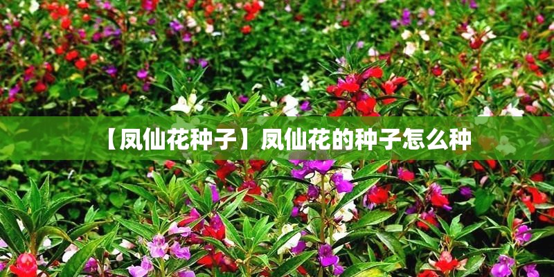 【凤仙花种子】凤仙花的种子怎么种 【凤仙花种子】凤仙花的种子怎么种