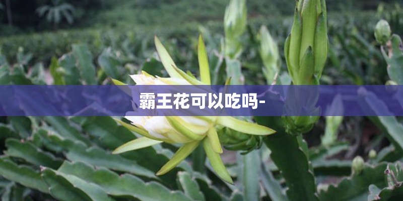 霸王花可以吃吗- 霸王花可以吃吗-