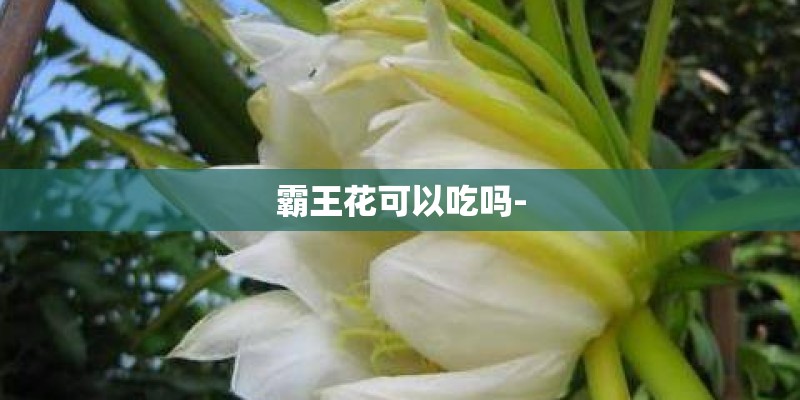 霸王花可以吃吗- 霸王花可以吃吗-