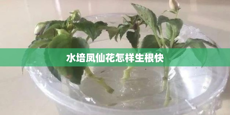 水培凤仙花怎样生根快