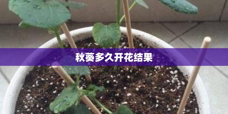 秋葵多久开花结果