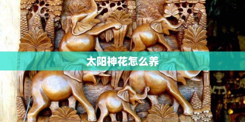 太阳神花怎么养