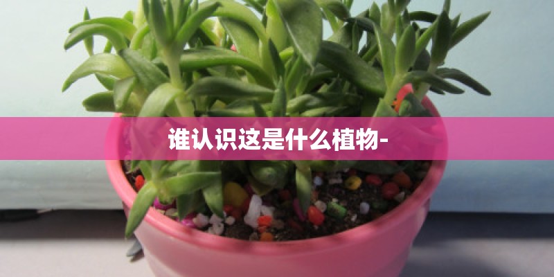 谁认识这是什么植物-