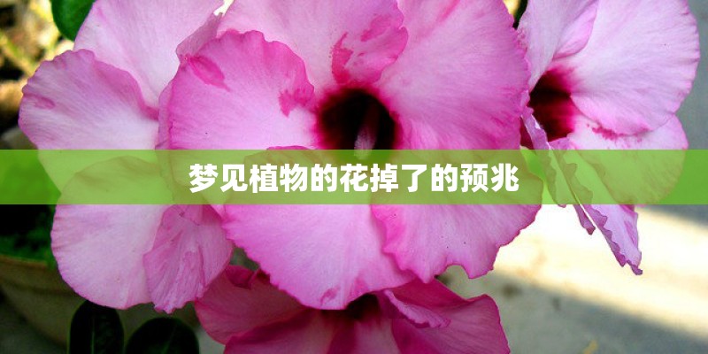 梦见植物的花掉了的预兆