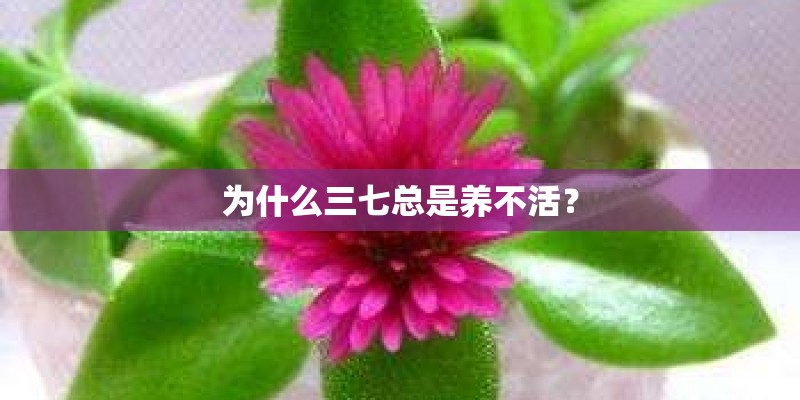 为什么三七总是养不活？
