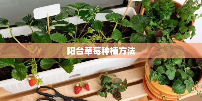阳台草莓种植方法