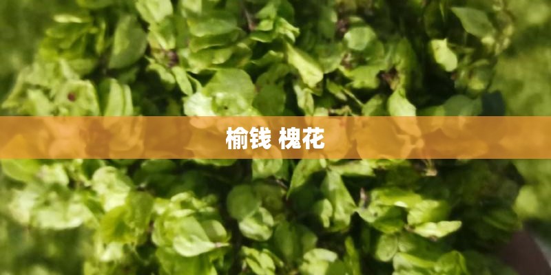 榆钱 槐花 榆钱 槐花