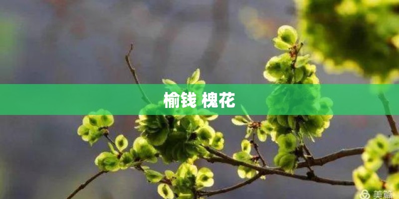 榆钱 槐花 榆钱 槐花