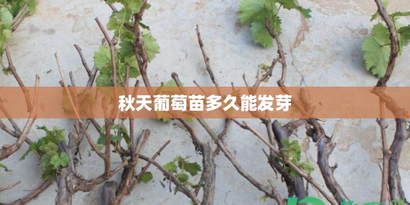 秋天葡萄苗多久能发芽