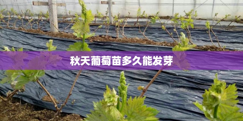 秋天葡萄苗多久能发芽