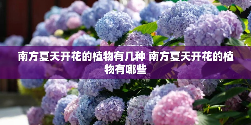 南方夏天开花的植物有几种 南方夏天开花的植物有哪些