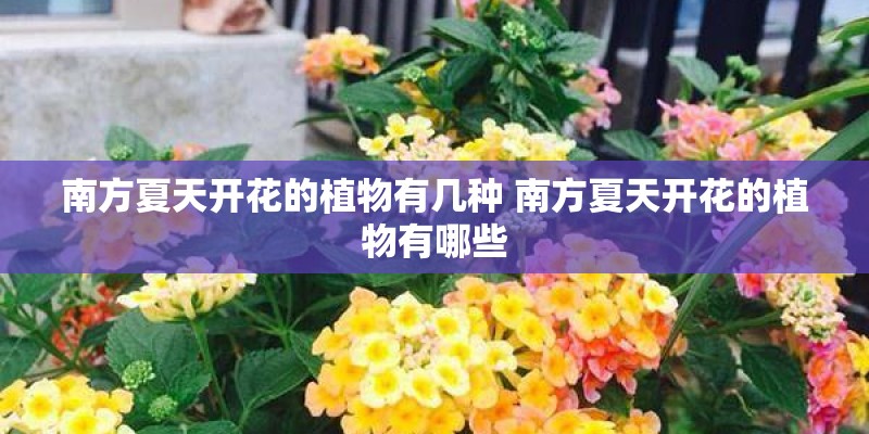 南方夏天开花的植物有几种 南方夏天开花的植物有哪些