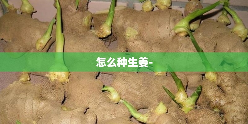 怎么种生姜-
