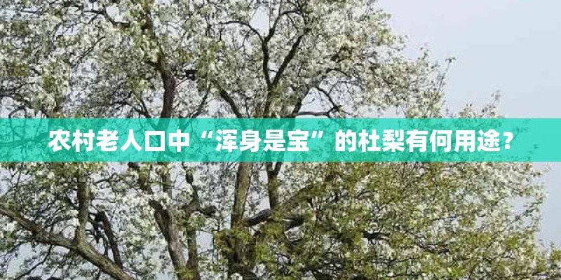 农村老人口中“浑身是宝”的杜梨有何用途？
