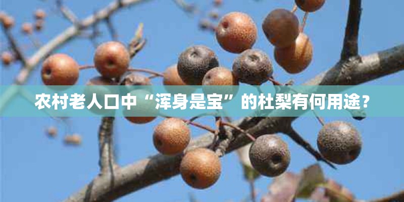 农村老人口中“浑身是宝”的杜梨有何用途？