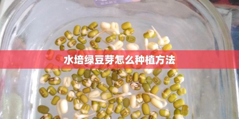 水培绿豆芽怎么种植方法