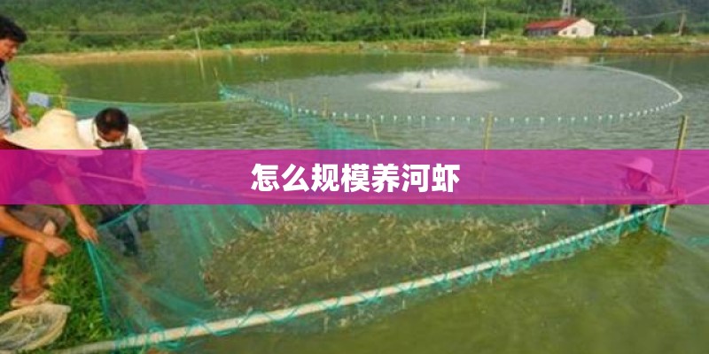 怎么规模养河虾
