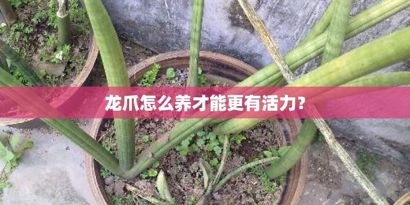 龙爪怎么养才能更有活力？