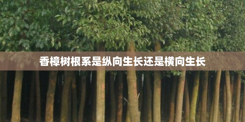 香樟树根系是纵向生长还是横向生长