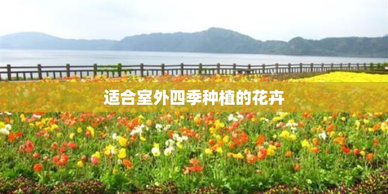 适合室外四季种植的花卉