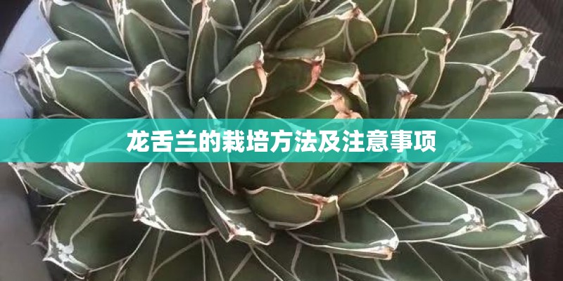 龙舌兰的栽培方法及注意事项